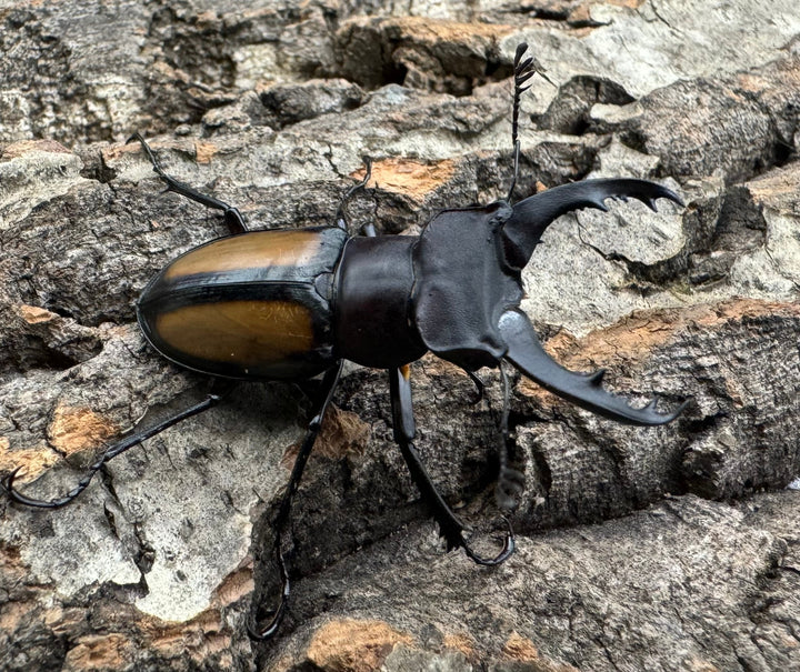 【WD】《パリーミヤマクワガタ 42.5mm ペア》