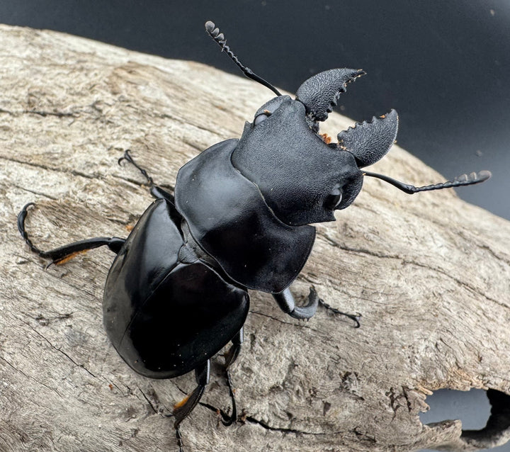 【WD】《ラティペニスツヤクワガタ 57mm ペア》