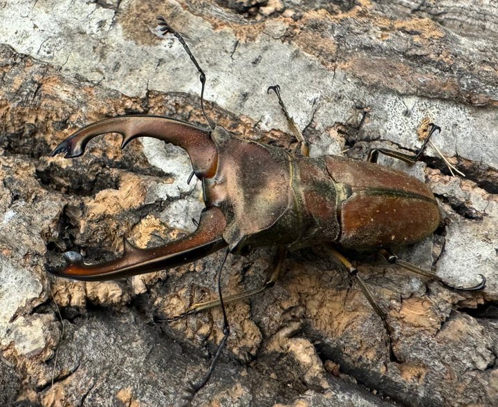 【WD】《ズベールホソアカ 51mm ペア》