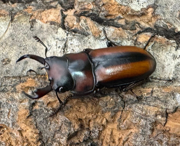 【WD】《エレガントゥルスコクワ原名亜種 Free ペア》