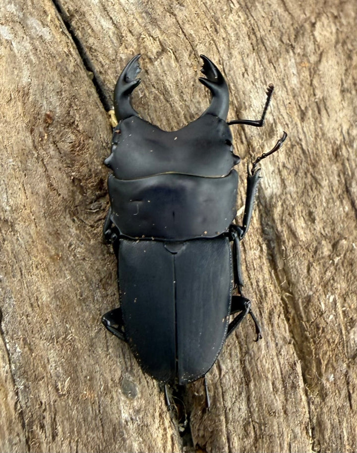 【WF3】《メタドルクス ロトゥンダトゥス 22mm ペア》