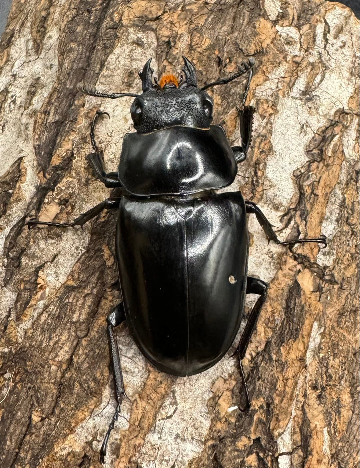 【WD】《ギラファノコギリ亜種ボロブドゥール 92mm ペア》