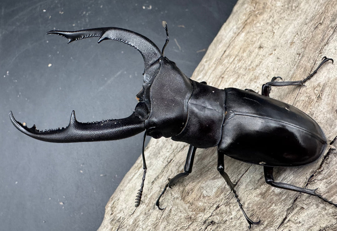 【WD】《マンディブラリスフタマタ 90mm ペア》