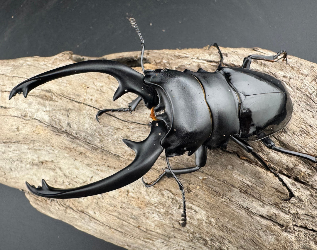 【WD】《インターメディアツヤクワガタ バタラザ産 92mm ペア》