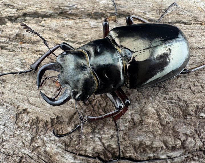 【WD】《プロメテウスミヤマクワガタ 35mm ペア》