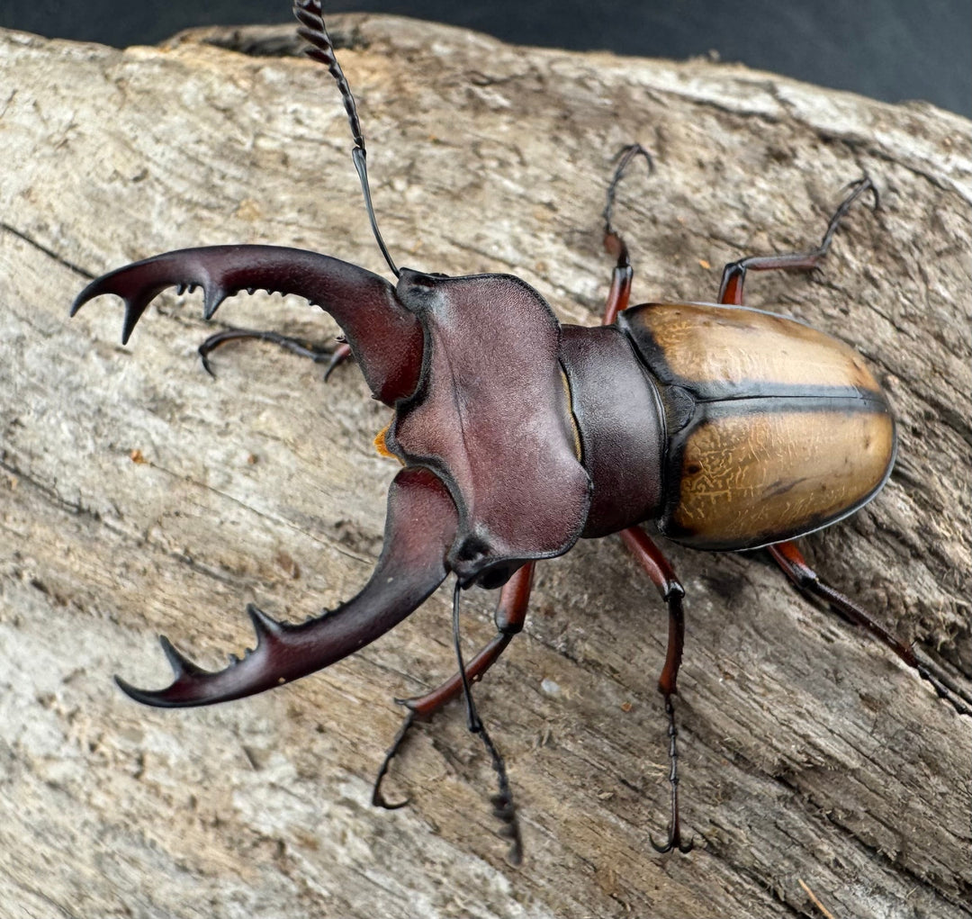 【WD】《ラエトゥスミヤマクワガタ 44.5mm ペア》