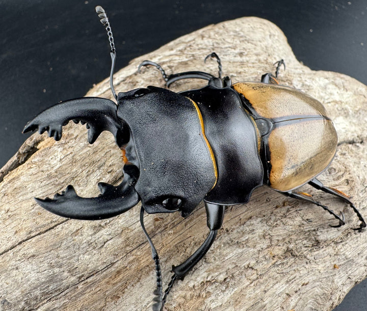 【WD】《カステルナウディツヤ 78.5mm ペア》