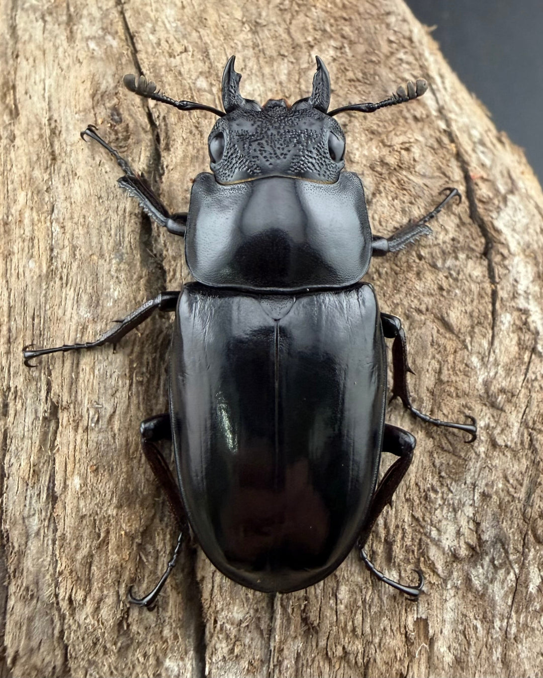 【WD】《ギラファノコギリ亜種ニシヤマイ 96.5mm ペア》