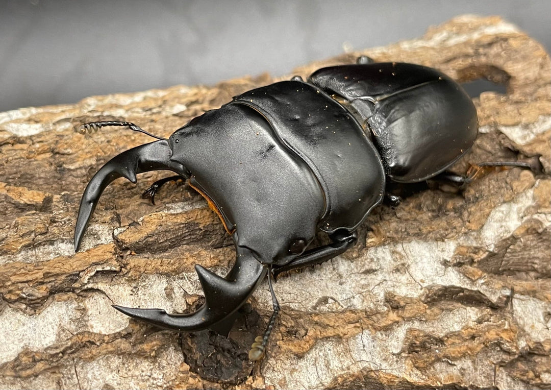 《インドグランディス亜種moriyai Garda95.0血統 77mm ペア》