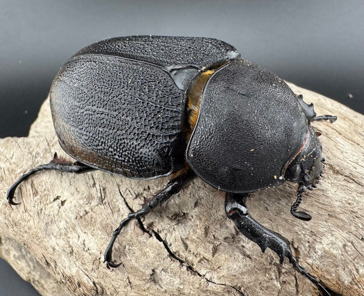 【WD】《ヘラクレス・リッキー コロンビア産 65mm ♀単》