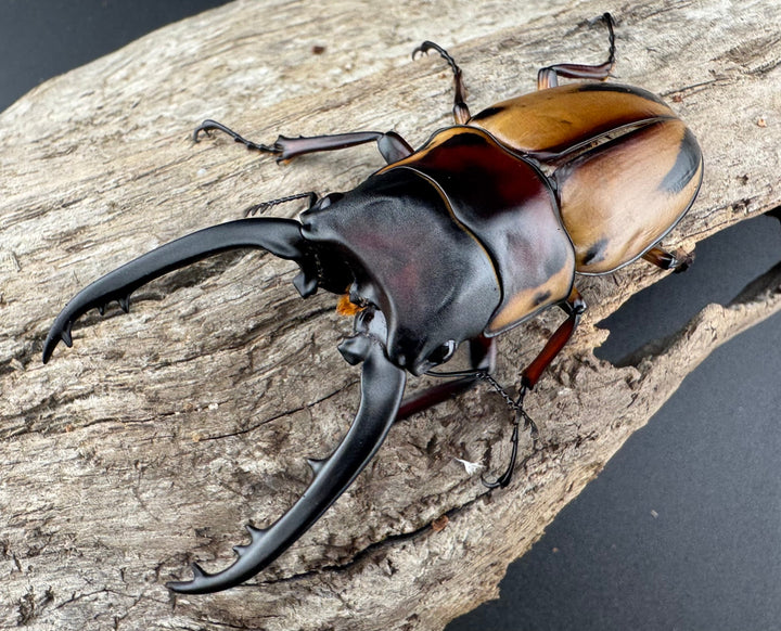 【WF3】《ファブリースノコギリ亜種タカクワイ 74mm ペア》