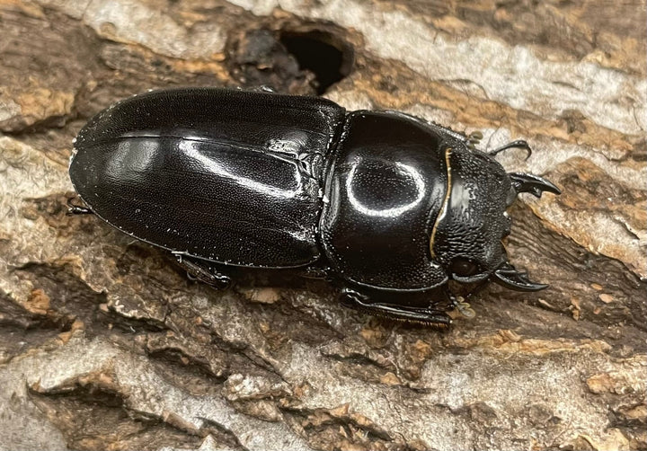 【WD】大型《北カマリネスヒラタ 93mm ペア》