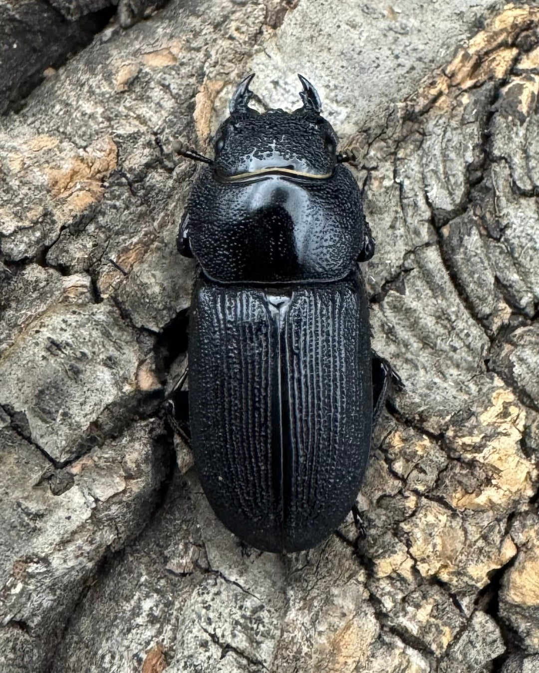 【WD】《ドルクス メンシウス 32.5ｍｍ ペア》