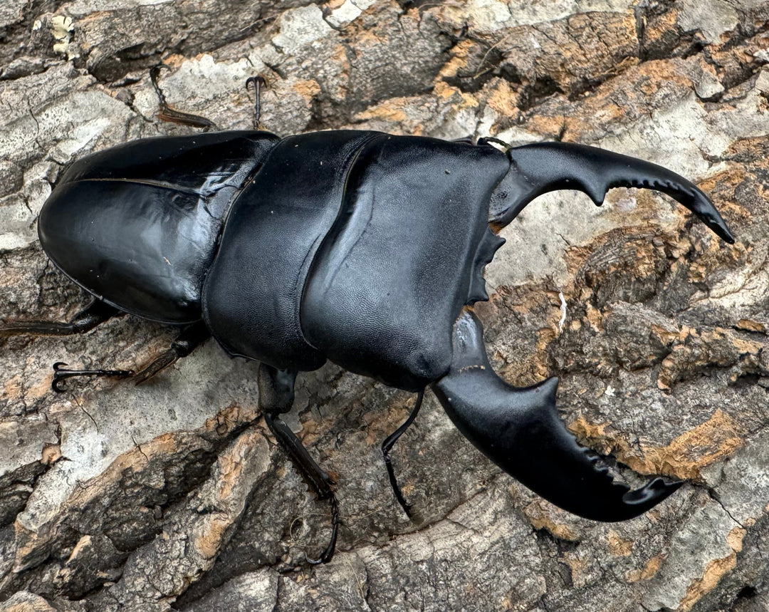 《スマトラオオヒラタ 97mm ペア》