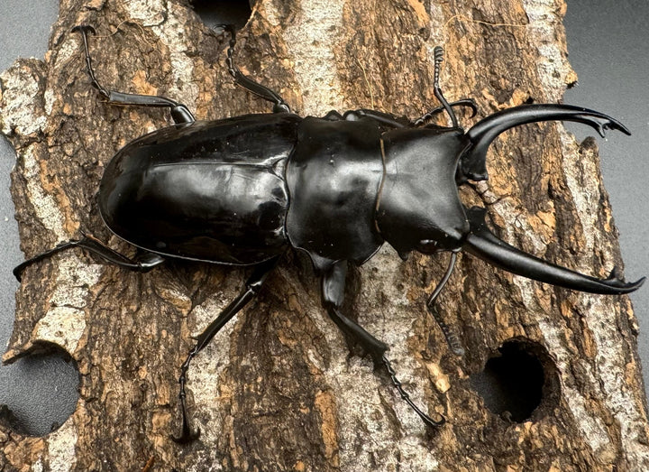 【WD】《ダールマンツヤクワガタ亜種celebensis 80mm ペア》