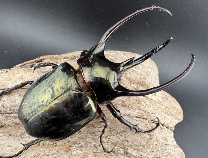 【WD】《ミンダナオアトラスオオカブト マラグサン 産 93mm A’品ペア》