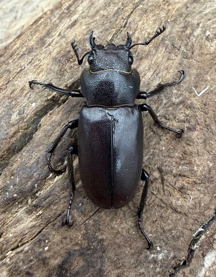 《メタリフェルホソアカ亜種フィナエ パープル系 81.5mm ペア》