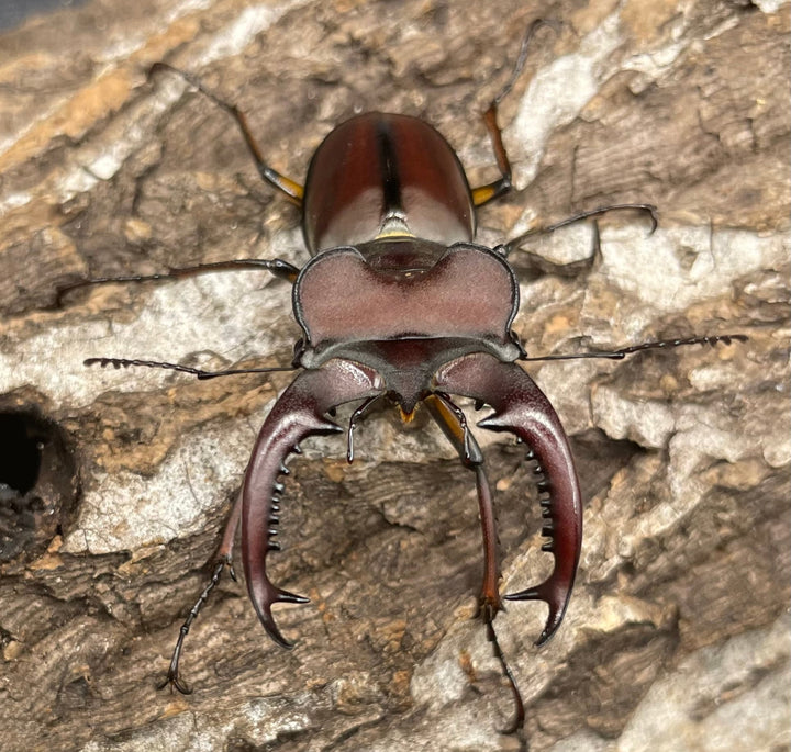 【WD】《ヒメミヤマクワガタ大陸亜種continentalis 49mm ペア》