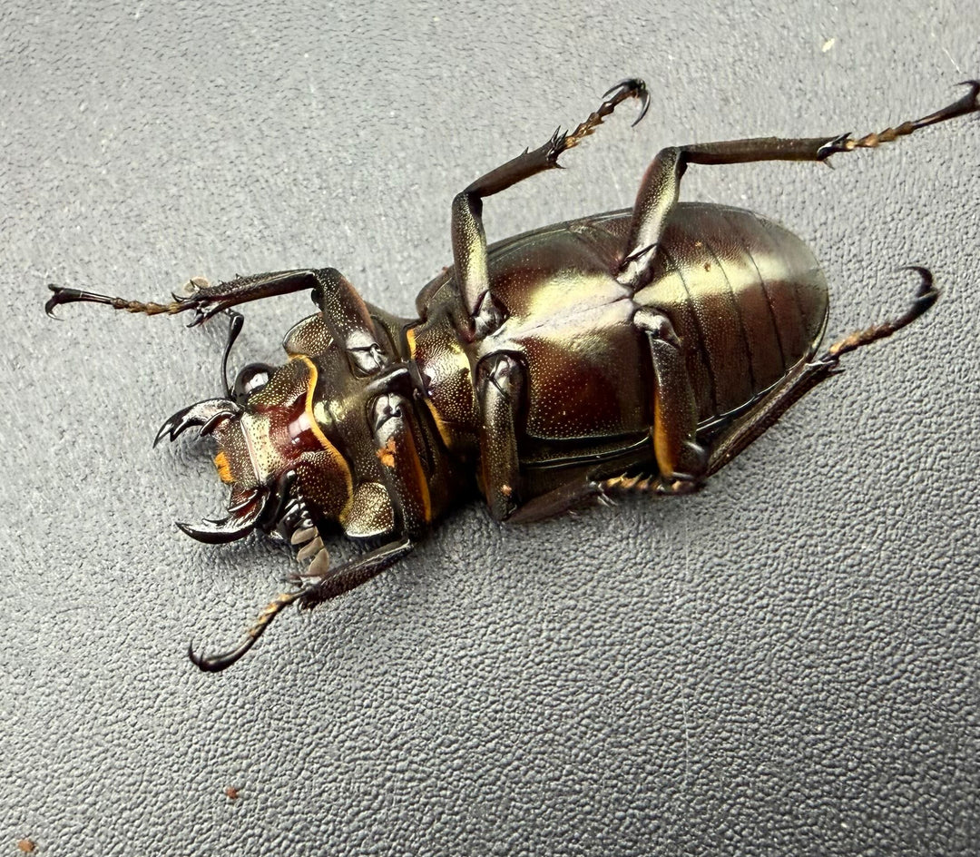 《メタリフェルホソアカ亜種サンギレンシス 25mm ♀単》
