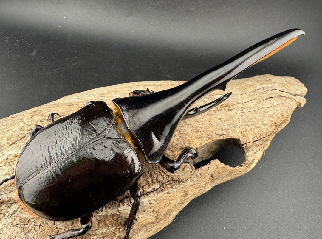 即ブリ《ヘラクレス・ヘラクレス 138mm ペア》