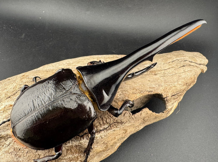 即ブリ《ヘラクレス・ヘラクレス 138mm ペア》