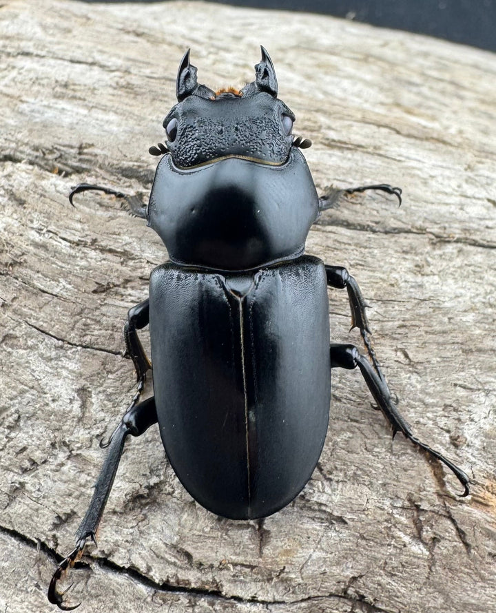 【WD】《ブラナウンコクワ 福貢県産 50mm ペア》