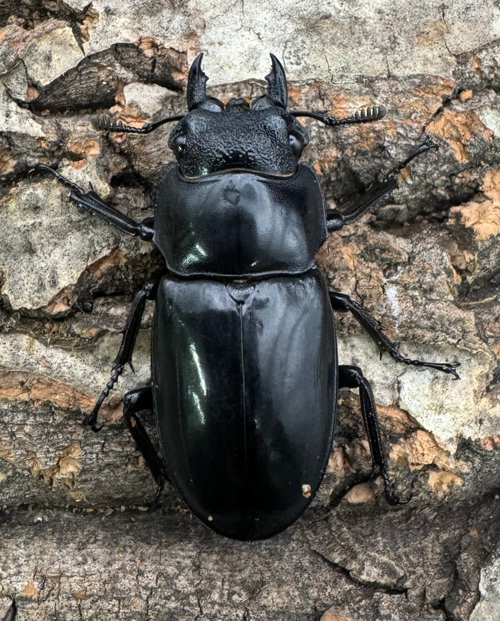 【WD】《マンディブラリスフタマタ 91.5mm ペア》