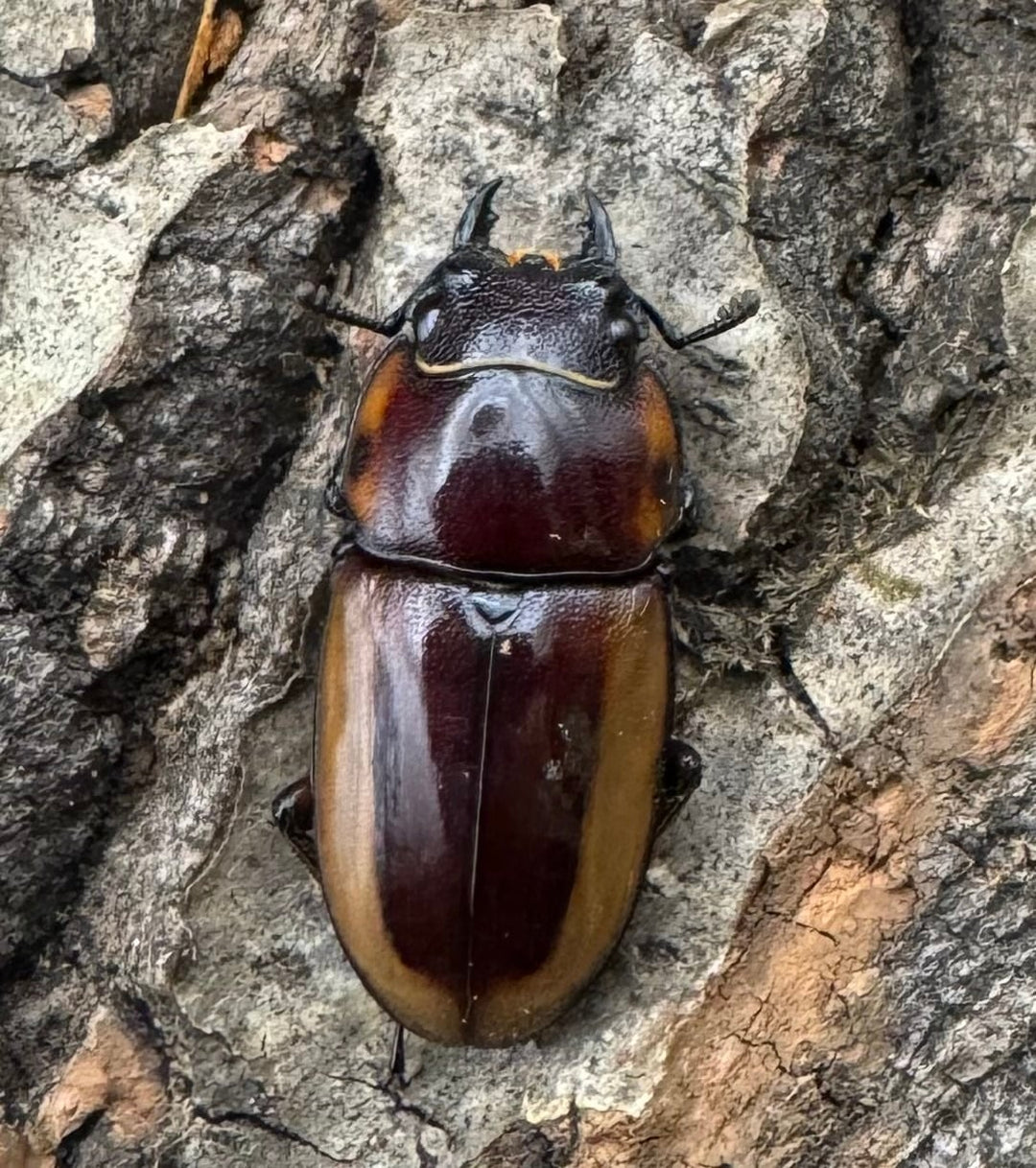 【WD】《ラテラリスノコギリ亜種マイリーン カタンドゥアネス産 46.5mm ペア》