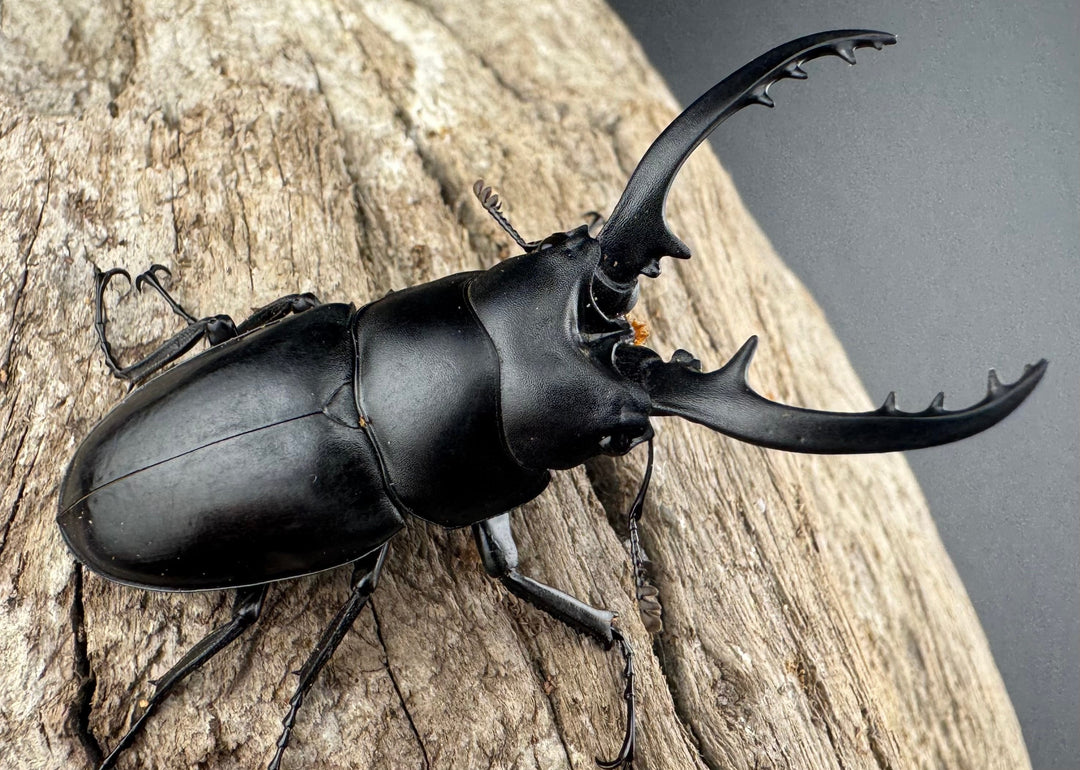 【WD】《フォルフィクラノコギリ原名亜種（マルバネノコギリ） 54mm ペア》