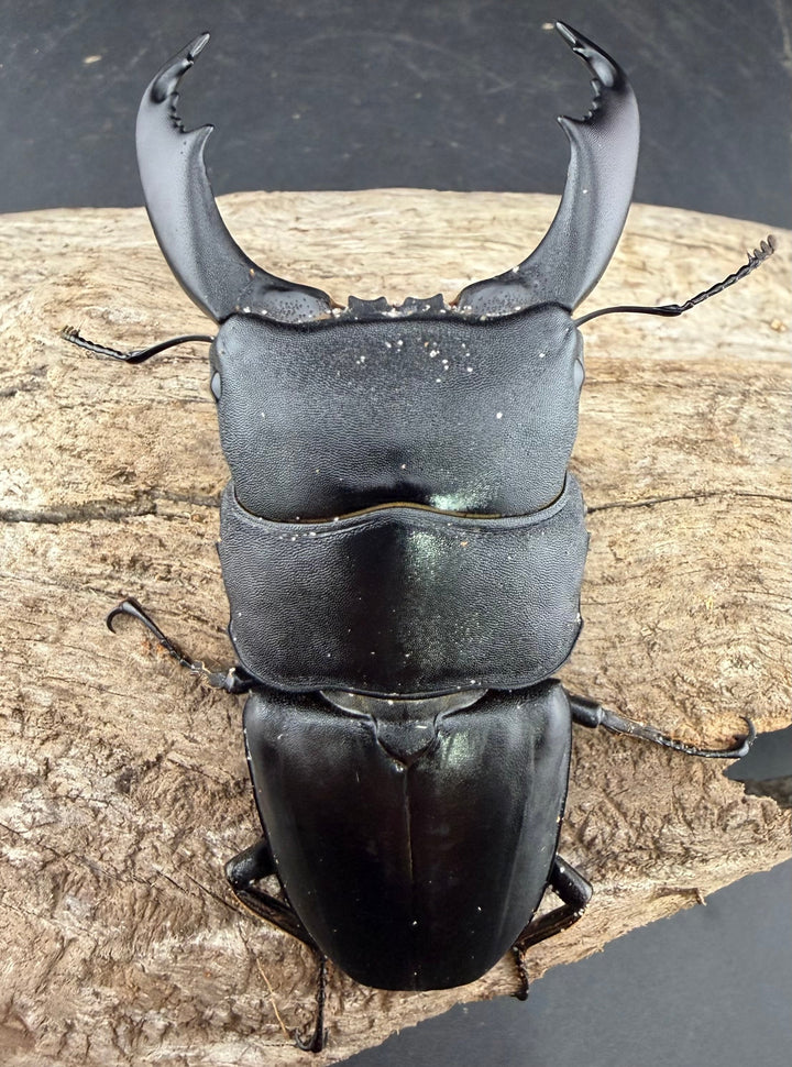 【WD】《スラウェシオオヒラタ 南スラウェシ産 84mm ペア》