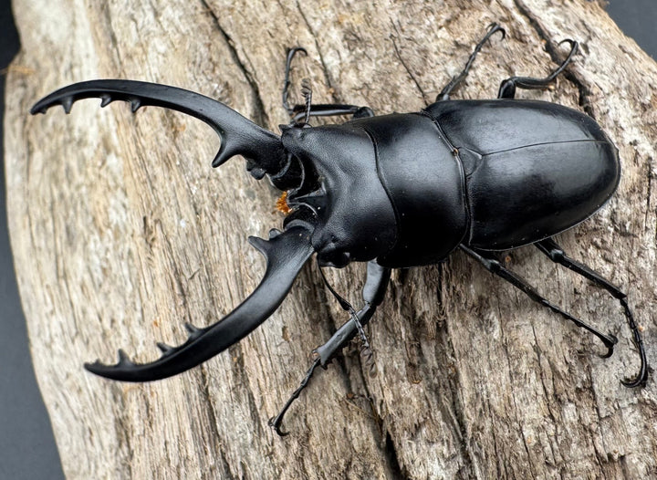 【WD】《フォルフィクラノコギリ原名亜種（マルバネノコギリ） 54mm ペア》