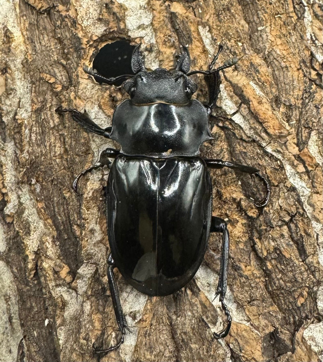 【WD】《インターメディアツヤクワガタ 84mm ペア》