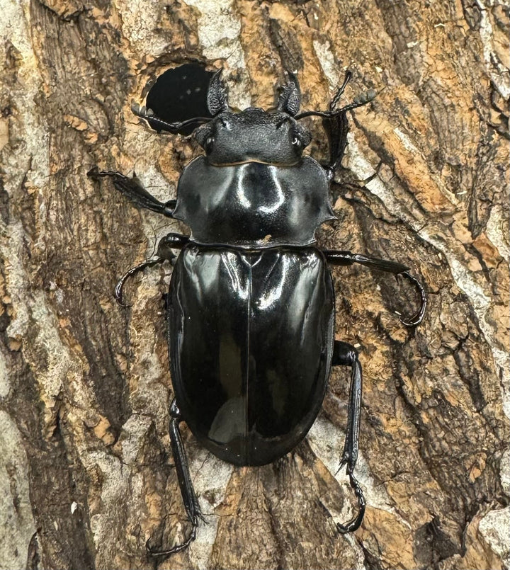 【WD】《インターメディアツヤクワガタ 84mm ペア》