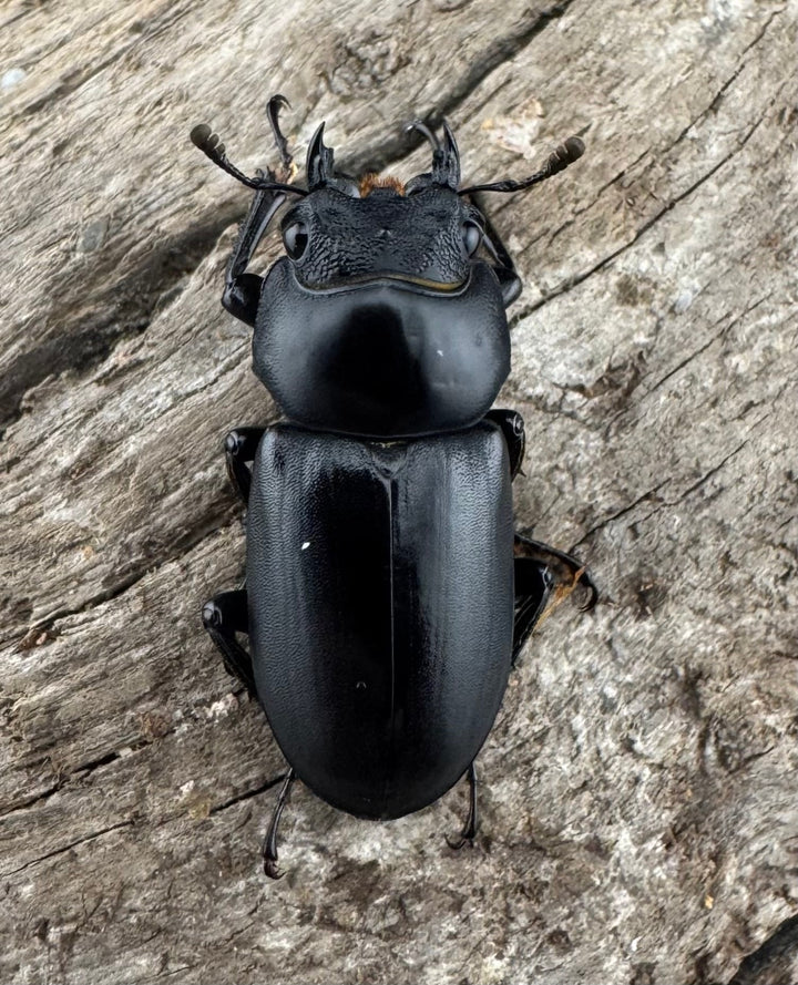 【F0】《ウーコクワガタ 甘粛省 32mm ペア》