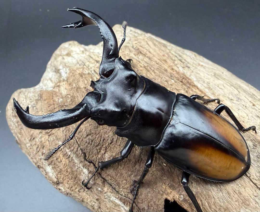 【WD】《セアカフタマタ（パリーフタマタ） 74mm ペア》