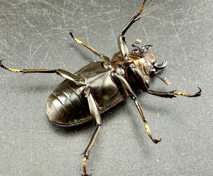 《メタリフェルホソアカ亜種フィナエ 83mm パープル系 ペア》