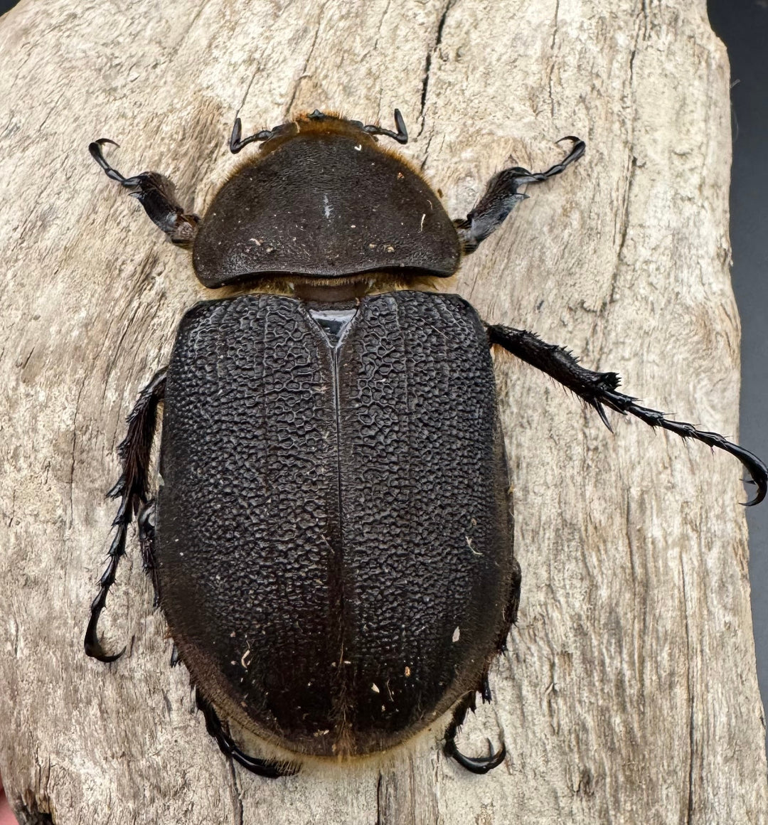 《ヘラクレス・ヘラクレス 127mm ペア》