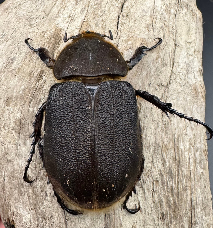 《ヘラクレス・ヘラクレス 127mm ペア》