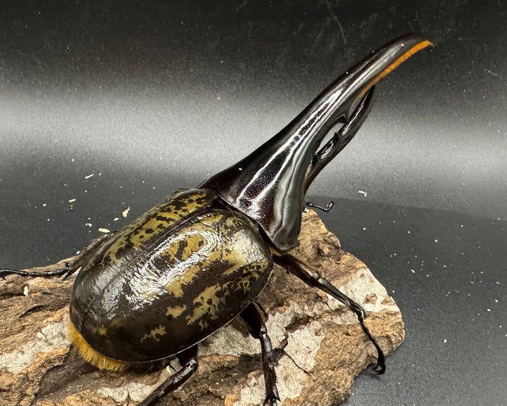 《ヘラクレス・ヘラクレス 148mm ペア》