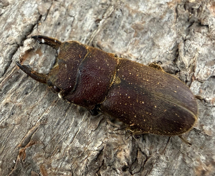 【WF9】《カプレオルスソリアシサビ ペア 19.5mm ペア》わたくわ氏ブリード個体
