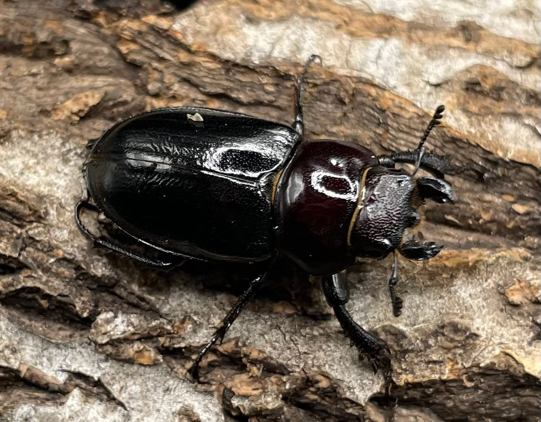 《ミクラミヤマ 神津島産 Free ペア》