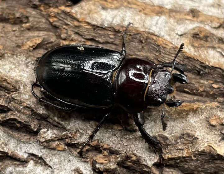 《ミクラミヤマ 神津島産 Free ペア》