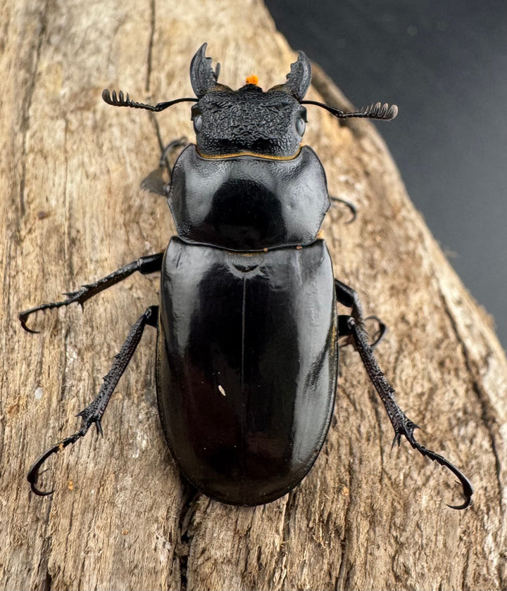 【WD】《チェンミヤマ メトク産 37mm ♀単》