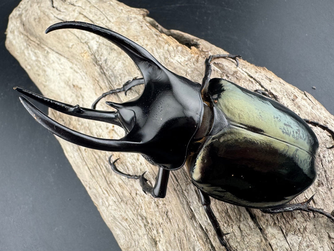 【WD】《スマトラコーカサスオオカブト 92mm B品ペア》