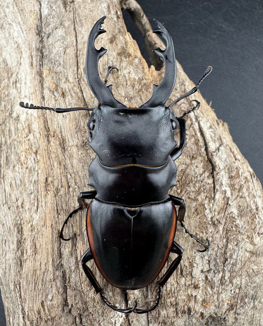 【WD】《クベラツヤクワガタ亜種sinensis 浙江省産 73mm ペア》