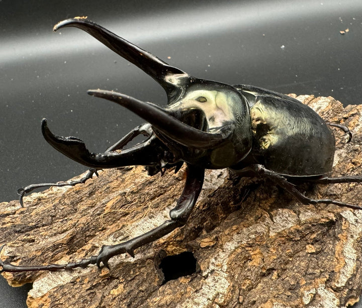 【WD】《ミンダナオアトラスオオカブト 98.5mm ペア》