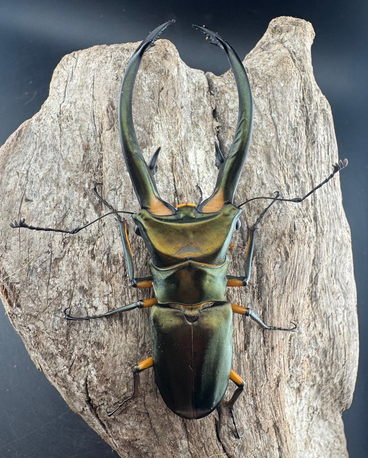 【WD】《エラフスホソアカ 91mm ペア》