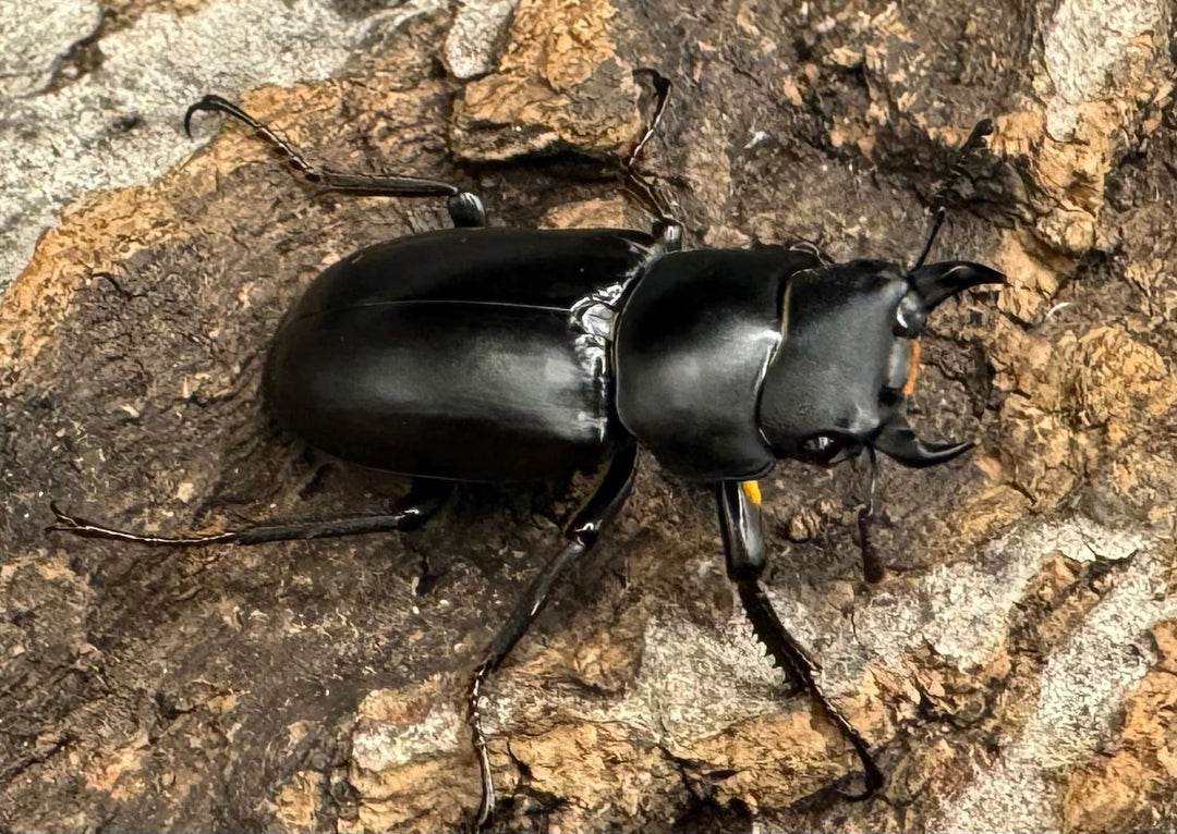 【WD】《ドルクス タオ 27mm B品ペア》