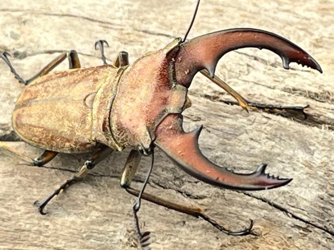 【WD】《スズムラホソアカ ロハス産 37mm ペア》