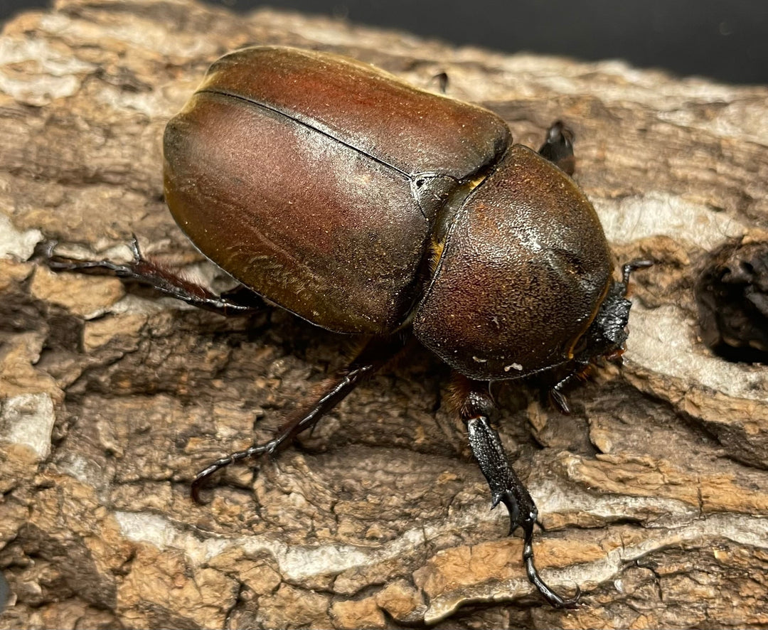 《ヤマトカブトムシ ペア》③